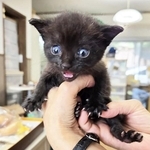 ドブの中に埋もれていた生まれたばかりの子猫