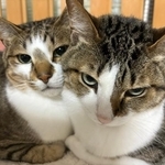 ソーダ君とレモンちゃん（飼い主さん提供）
