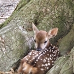 奈良公園で木の根元に横たわる子ジカについて、注意喚起する投稿がXで話題に（「奈良ならでは」さん提供）