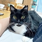 飼い主さんの膝上でくつろぐママちゃん（画像提供：うにねこさん）