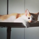 子猫時代、おうちに慣れてきたノイくん（画像提供：ノイさん）