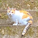 保護前、飼い主さんのほうを見つめるみぃちゃん（画像提供：うにねこさん）