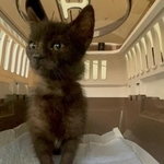 保護された子猫（須藤さん提供、Instagramよりキャプチャ撮影）