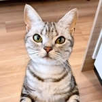 ごはんアピールするあんこくん（画像提供：あんこともなか 充電ねこさん）