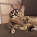 普段は落ち着いているが、かくれんぼごっこをすると大興奮！