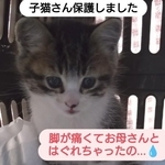 道端で鳴き叫んでいた子猫を保護（「ねこ友会」さん提供、Instagramよりキャプチャ撮影）