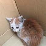 飼い主の山田さんの車に飛び込んできたという子猫のランプくん（山田さん提供）