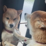 玄関のコーナーに姉犬に追い詰められ、壁ドンで説教される妹犬が話題に（柴犬三姉妹の飼い主さん提供、IInstagramよりキャプチャ撮影）
