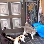 野良猫を増やさないための対応策（れんげさん提供、Xよりキャプチャ撮影）