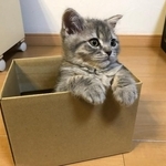 こんなに小さかった子猫時代（画像提供：りんくんとおとちゃん）