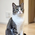 「かわいすぎる」飼い主さんをメロメロにするつくねさん飼い主さんの膝上でくつろぐつくねさん（画像提供：つくねさん）