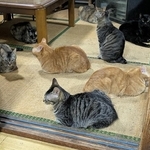 足の踏み場のないくらい猫で埋め尽くされた畳部屋の写真がXで話題に（popncatさん提供）