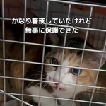 チコちゃんは警戒していたが、捕獲器に入り無事に保護！（「もふっこひだ」さん提供、Instagramよりキャプチャ撮影）