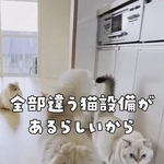 全部違う猫設備があるという（「ねこ大家」さん提供、Xよりキャプチャ撮影）