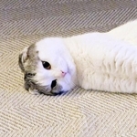 ぐーんと体を伸ばすセラくん。思いがけず、あの有名な米菓フォルムに（画像提供：今日、セラさん）
