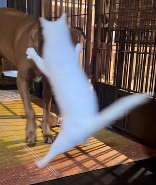 「わっ！」犬さんを全力で驚かせようとする猫さんですが！？（画像提供：ジョーは犬&猫と共に古民家で暮らしているさん）