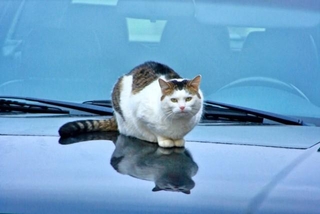 「猫がエンジンルームにいるかもしれない」という意識を持つことが、思わぬ事故を防ぐ第一歩（photoACより「丸岡ジョー」さん撮影、イメージ画像）