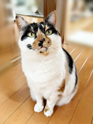 神秘的な瞳と美しい三毛柄が素敵なすみれちゃん（画像提供：みかん（猫のすみれ&レオリン）さん）
