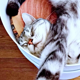 く、首どうなってる！？ 液体化して眠るソルトくん（画像提供：31クレープさん）