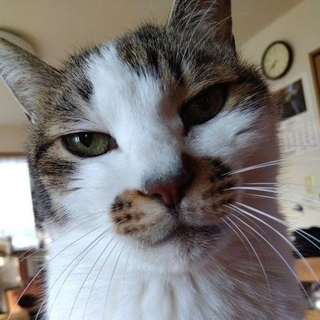 お鼻周りの模様もかわいいシドくん