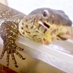 捕まって激おこ…！ でもごはんは別とばかりに食べるトカゲ（画像提供：トギさん）