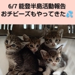 能登半島地震から1年半…今も取り残された猫たちをレスキュー（「ののいち にゃんこのおうち」さん提供、Instagramよりキャプチャ撮影）