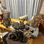 いつもこんなふうに集合してますにゃん（はるとさん提供）