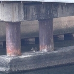 橋脚に飛び込んでしまった子猫。「城北川はもっと水が多い時があるので、流されて迷い込んだのかも」とあるさん（あるさん提供）