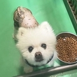 全身つるっぱげ状態で保護されたポメラニアンのダイちゃん