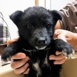 マンションの踊り場で発見された子犬、クロちゃん