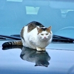 「猫がエンジンルームにいるかもしれない」という意識を持つことが、思わぬ事故を防ぐ第一歩（photoACより「丸岡ジョー」さん撮影、イメージ画像）