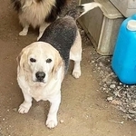 イノシシ避けに飼われていた、ビーグルのシニア犬