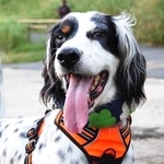 元猟犬と思しきイングリッシュセッターのメス犬・クレメンティ