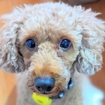 飼い主夫婦が離婚したことで行き場を失ったワンコ、ジンジャー