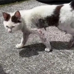 毛はところどころ生えておらず、体は汚れて痩せていた猫を保護（あきみさん提供、Instagramよりキャプチャ撮影）※一部トリミング
