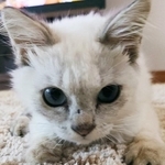 動物愛護センター内の片隅に置かれた「新聞紙で覆われたケージ」の中にいた猫、しんしん