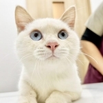 ブルーアイのかわいい子猫、こんこん