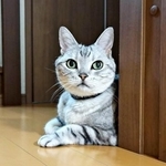 おうちの守り神のようなサスケくん（画像提供：みふゆ（三冬）さん）