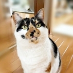 神秘的な瞳と美しい三毛柄が素敵なすみれちゃん（画像提供：みかん（猫のすみれ&レオリン）さん）