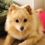 元飼い主に遺棄された挙句、しばし行く末を翻弄されることにもなったポメラニアンのフィーネ