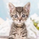 生まれたばかりのところで、動物愛護センターに収容された子猫さん、チャロアイト
