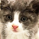 何故か車道の真ん中にいた子猫のごはん