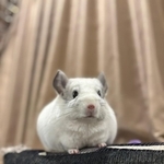 チンチラのしらこさん
