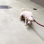 動物愛護センターに収容されたワンコ親子の母犬。左前足先が欠損しています