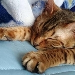 「たろっぺ」と呼ばれた一匹の猫。2025年7月14日、12年の生涯を閉じた（猫奴隷さん提供）