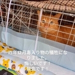 金ちゃんは3年前に捕獲され、去勢手術を受けたあと地域に戻され、住民らがお世話を続けていたという（「nekono_sekai 」さん提供、Instagramよりキャプチャ撮影）