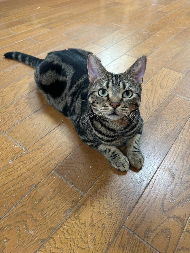 キジトラ猫は太りやすい？飼い主が心配する声に共感の声多数！肥満気味の猫たちの愛らしい写真公開