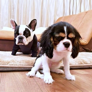 喧嘩しすぎて怒られた（奥）がぶくん、（前）ぱっちくん（画像提供：がぶとぱっちさん）