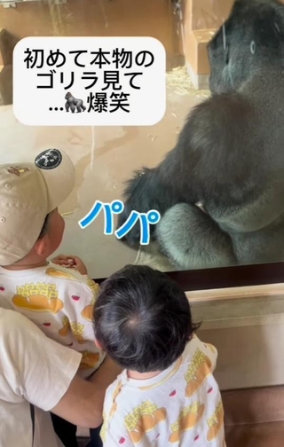 ゴリラを見た次男が「パパ」と一言／ぽんさん（@pon_3mama_）提供