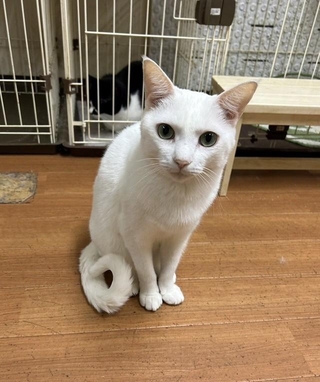 白い美猫「ピポちゃん」は火災から21日後に保護された（「大阪さくらねこの会」さん提供）
